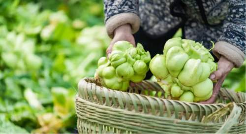 数智化突围，乌江榨菜的科技兴农之旅