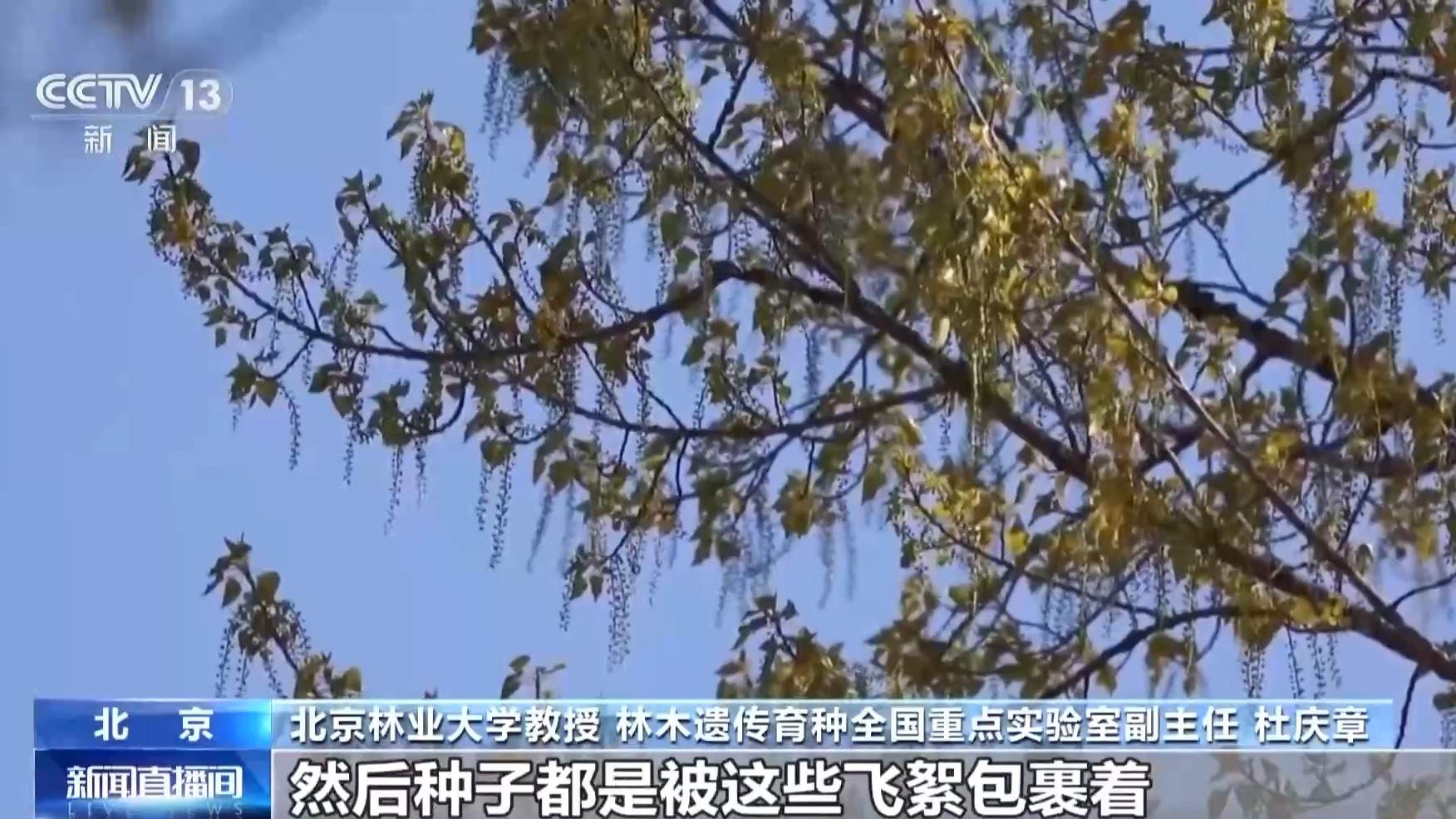 杨柳树为何飞絮？如何防范？专家解析