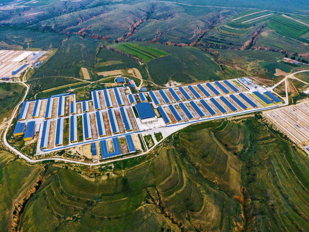 好喝又不膻：揭秘盛健羊乳从草场到工厂的全链路去膻密码