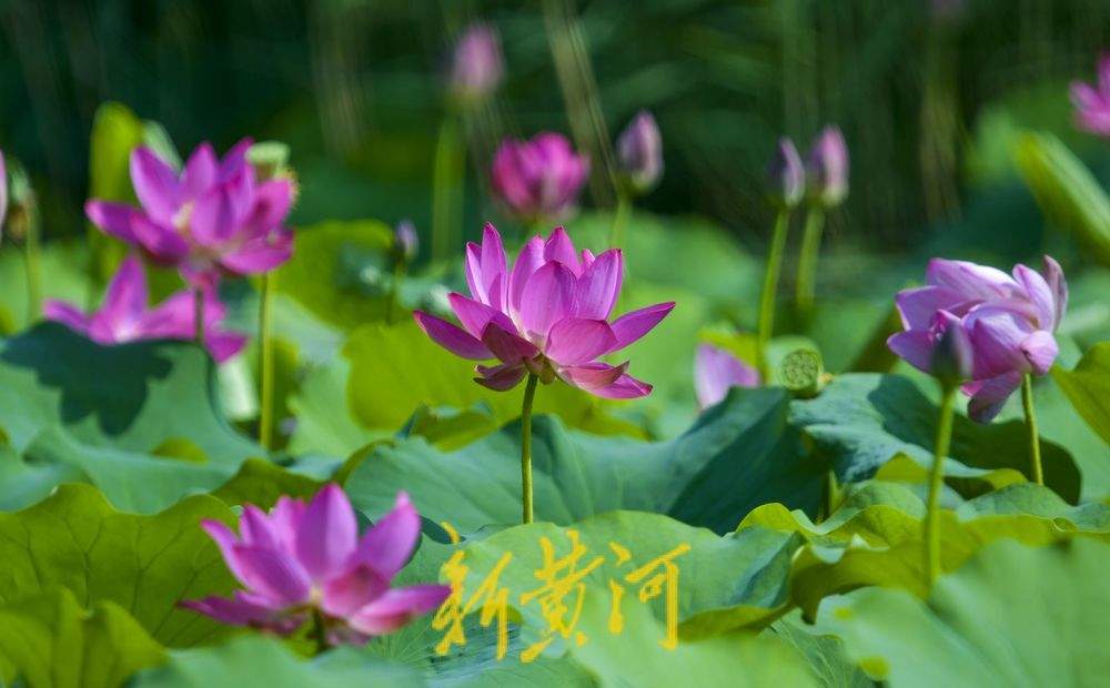一年四季 泉在济南丨一片红荷出水来：济南西城荷花初绽放