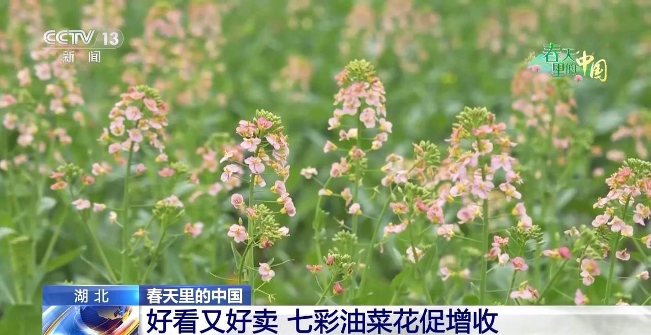 各地春日赏花有哪些好去处？请看这份赏花攻略