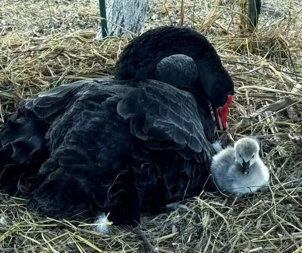 安徽一高校有黑天鹅幼崽被鱼线缠死？校方：属实，已禁止钓鱼