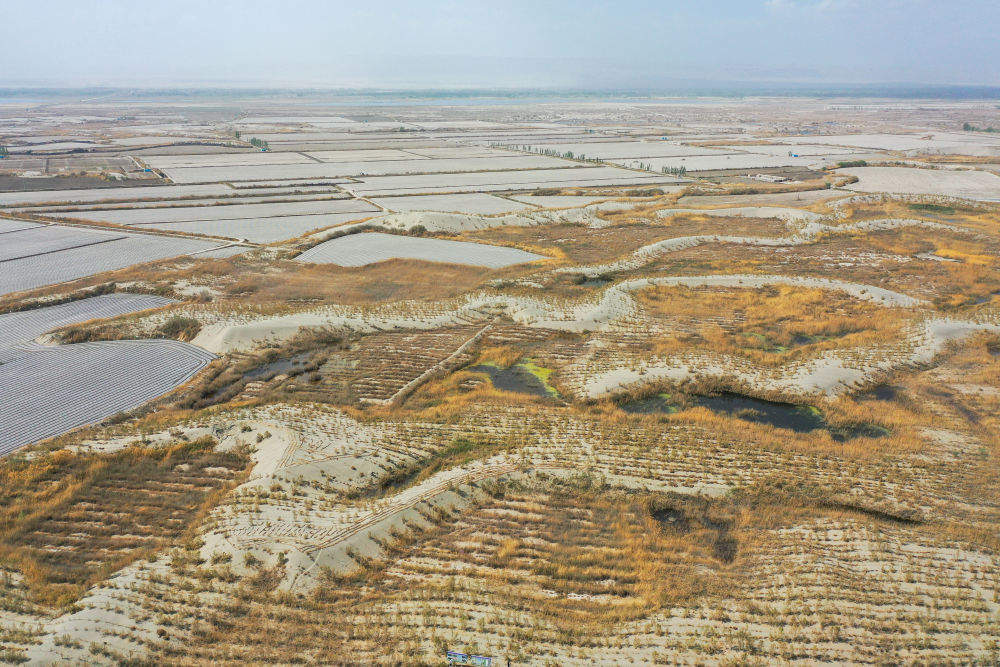 新疆：“乔、灌、药”立体织密绿色屏障 沙产业助力绿富同兴