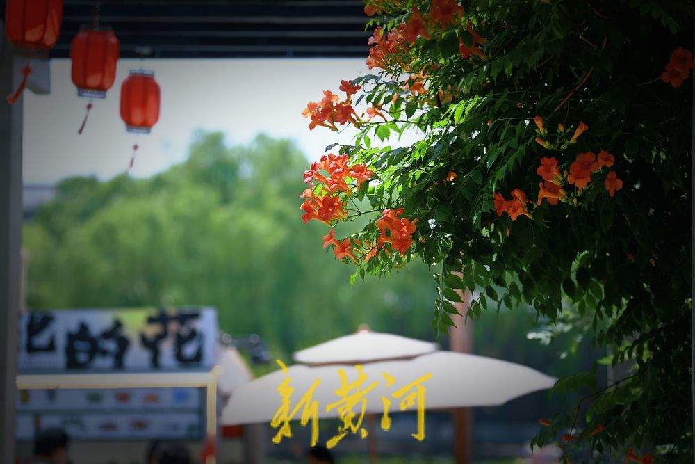 初夏浪漫！百花洲凌霄花开火红热烈