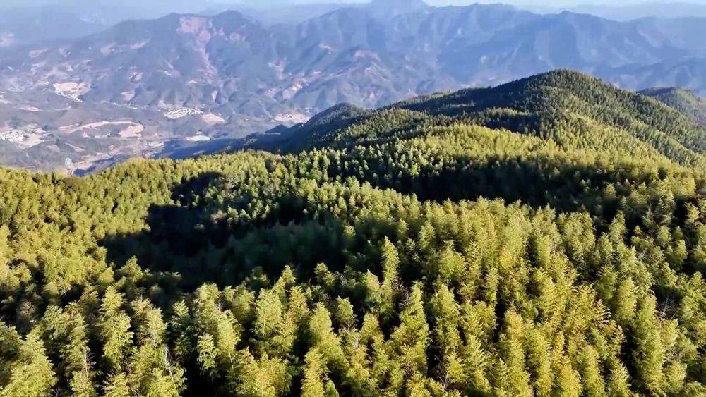 新华视点｜科技赋能 特色产业助力乡村振兴