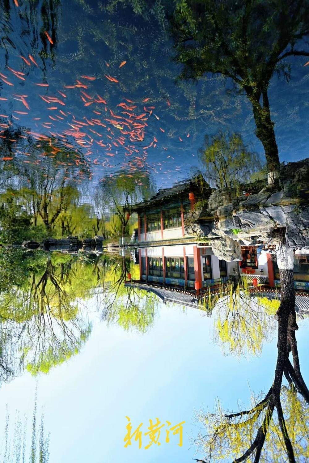 一年四季 泉在济南｜鱼在云中游，在五龙潭公园捕捉倒影里的泉城春天