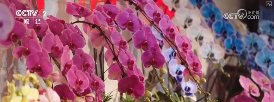 年宵花市开启“抢购模式” 小众品种成“当家花旦”购销两旺