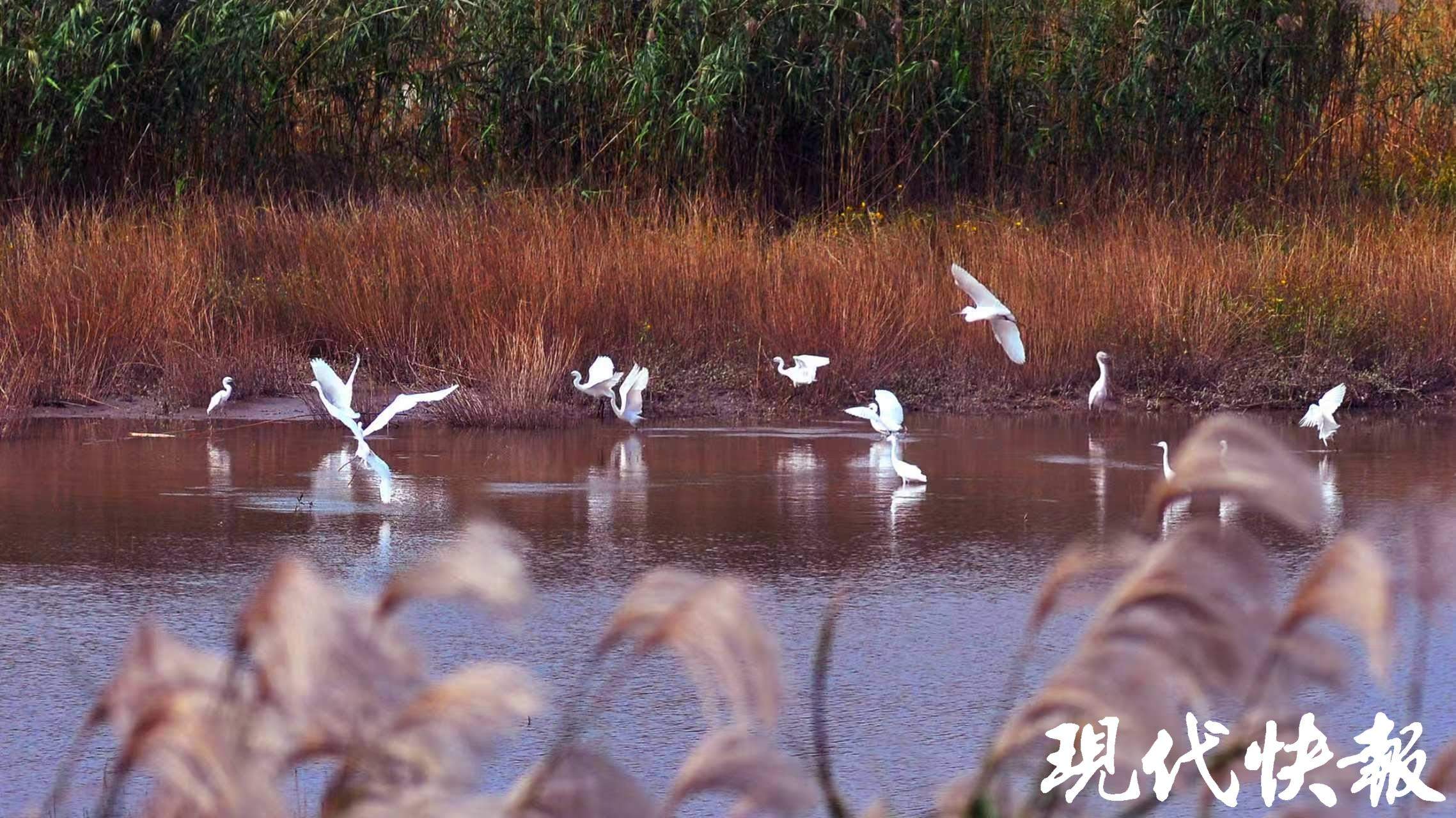 长江十年行｜退一步，进十年！江苏沿江这样硬核“换芯”