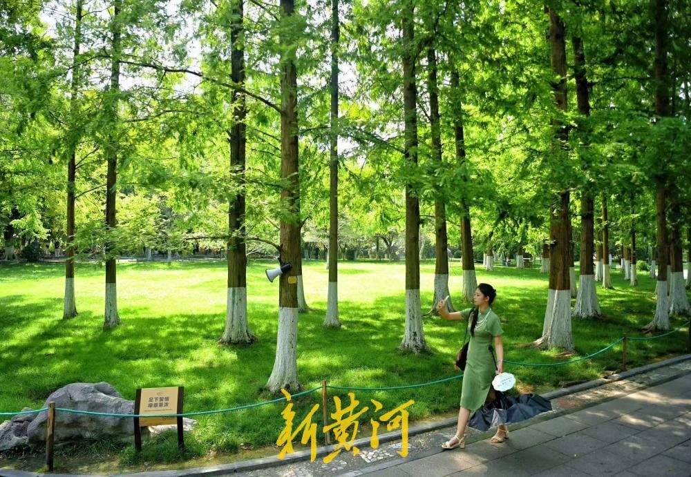 一年四季 泉在济南｜高温觅清凉 济南五龙潭水杉林撑起城市生态遮阳伞