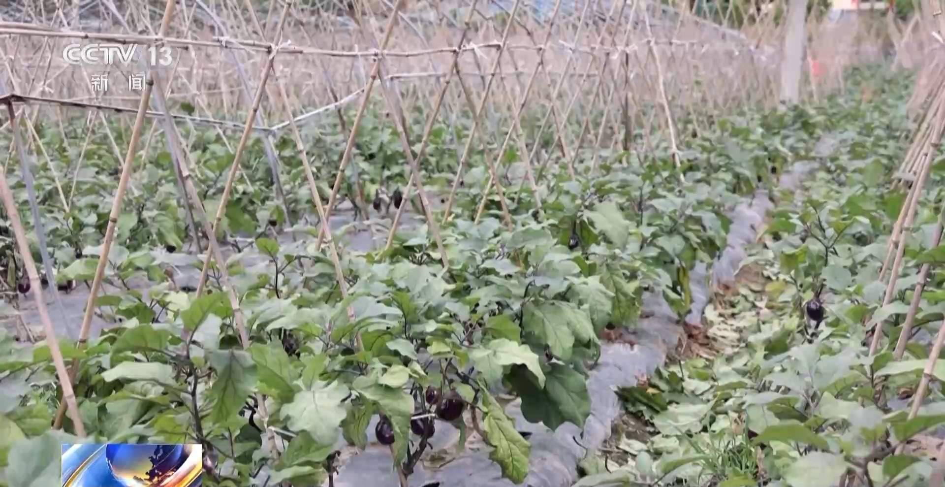 新品种新技术齐上阵 多地一片好“丰”景