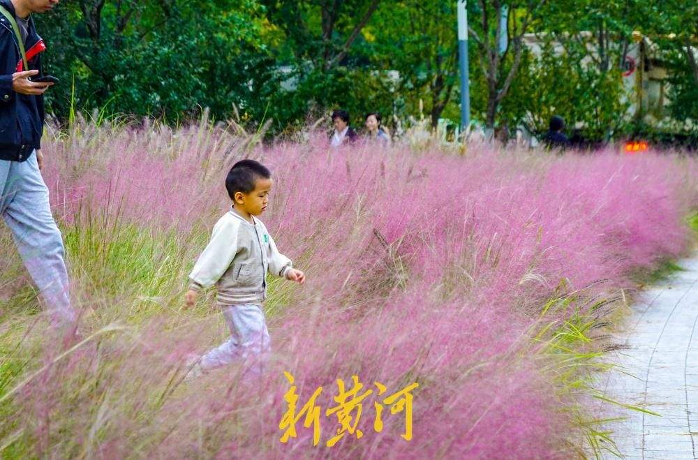 粉黛乱子草盛开，泉城人才公园织就秋日限定“粉色浪漫”