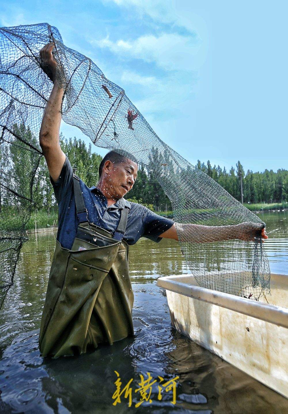 济南黄河北岸小龙虾迎丰收 高温下虾农捕捞不停歇