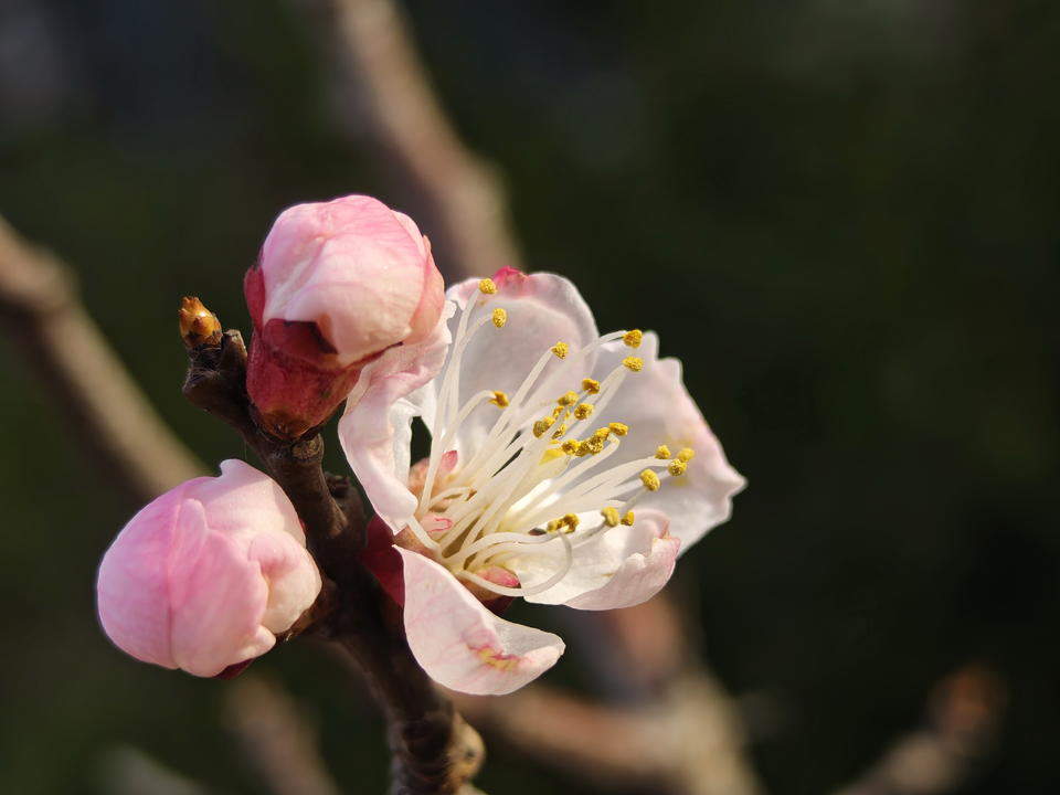 一树红杏春意浓，济南暖风轻送百花香