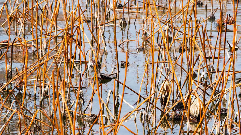 风拂大明湖，残荷蕴生机