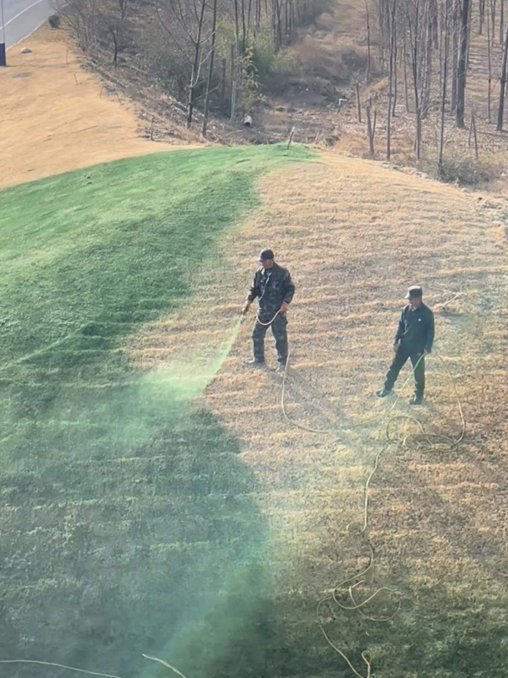 陕西兴平回应“草地喷绿色液体”：不是绿漆，是营养液