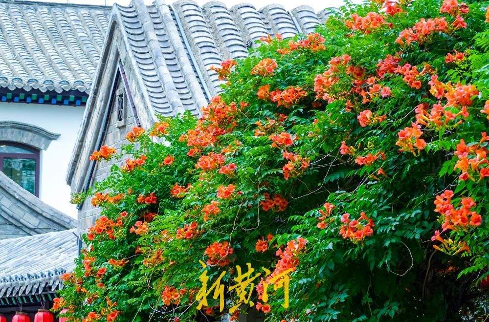 济南明府城老街巷凌霄花开满墙头，为老济南增添一份诗意