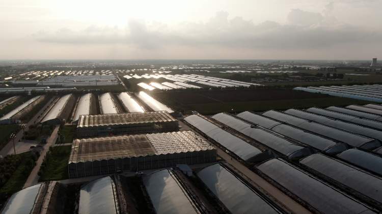 一根黄瓜5块钱背后的菜价“狂飙”,记者赴蔬菜之乡探究竟