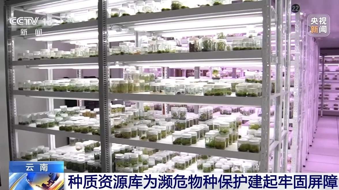 消失百年 极危物种大花石蝴蝶重返天坑秘境