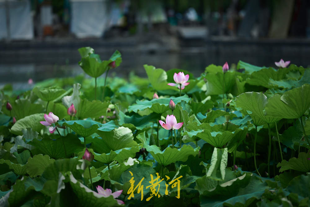 泉城暂别高温，百花洲湖畔赏荷花，丝丝凉风好惬意
