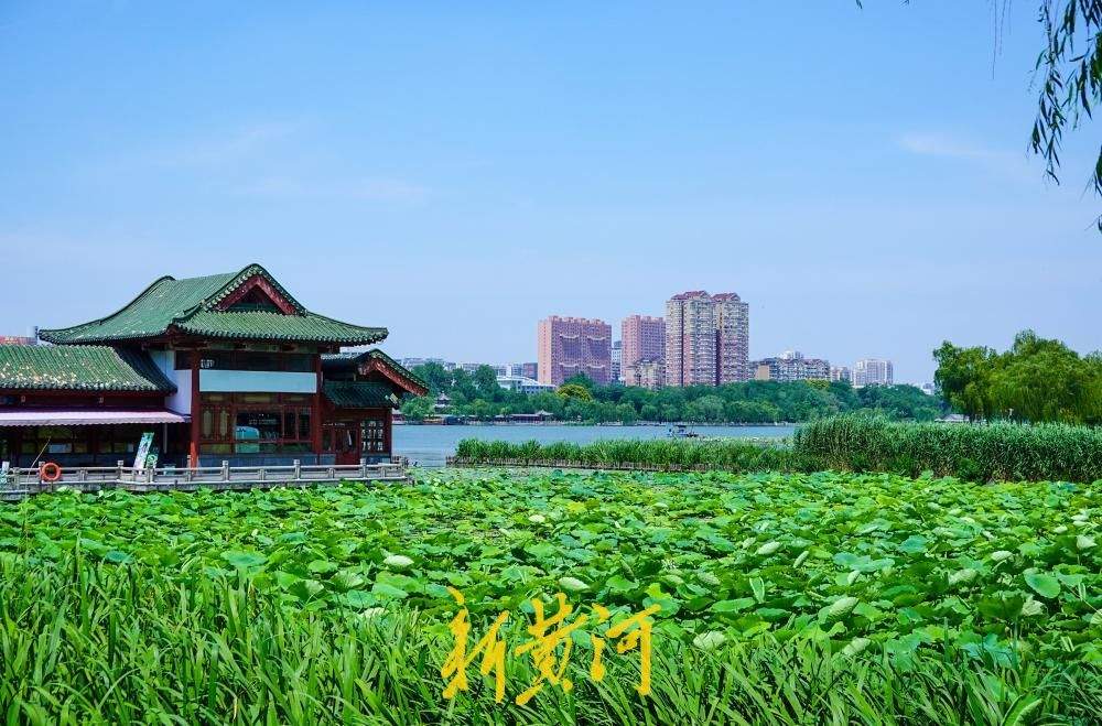 一年四季 泉在济南丨第一拨新荷含苞亮相 泉城进入赏荷季