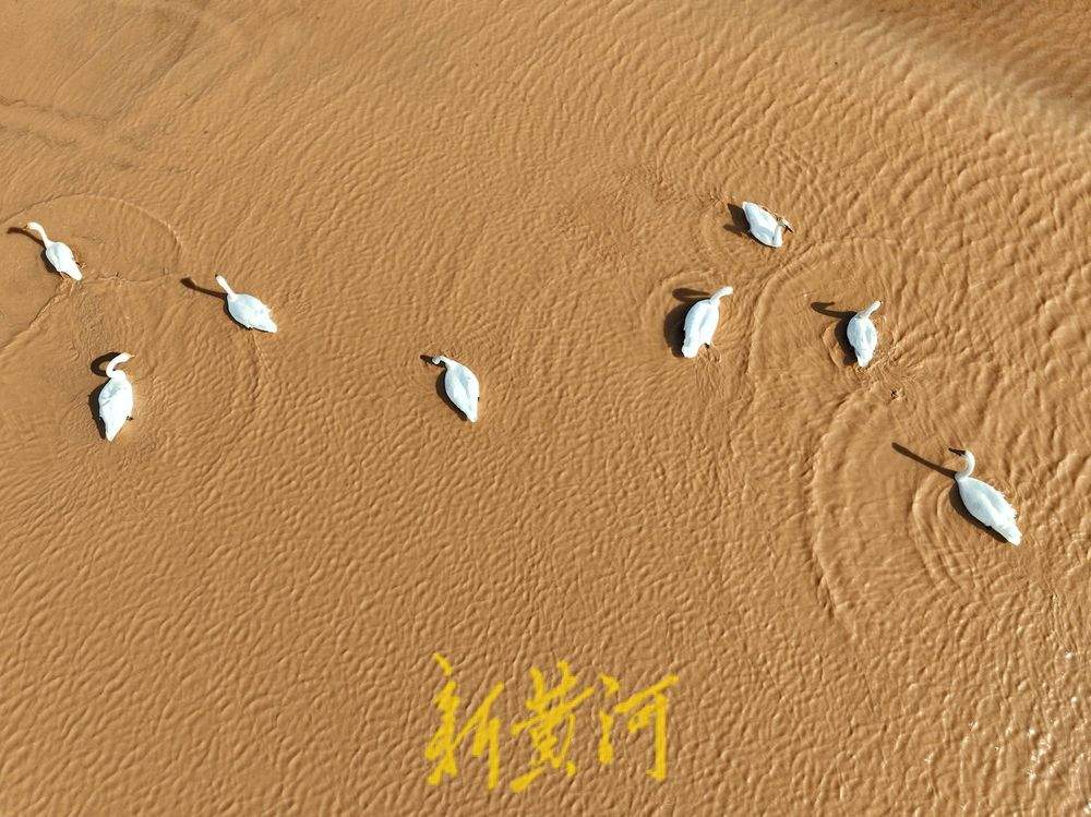 泉城“天鹅湖” 21只越冬大天鹅飞抵济南黄河北岸