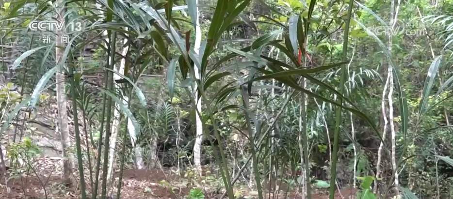 “成绩单”亮眼→我国生物多样性保护“硕果累累”