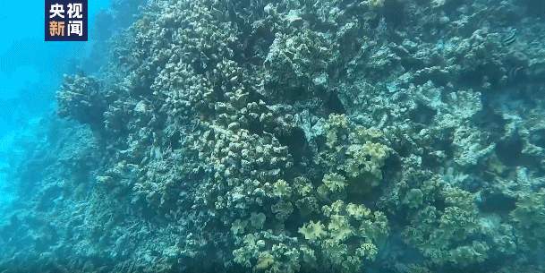 环境质量优!《黄岩岛海域生态环境状况调查评估报告》发布