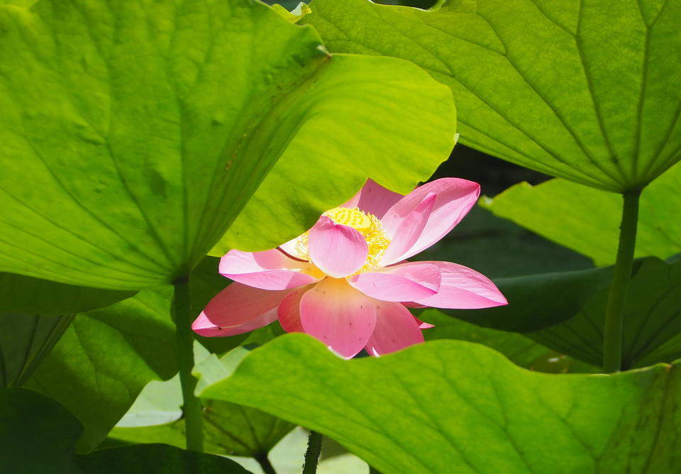 今夏济南第一批荷花，在大明湖畔华丽绽放