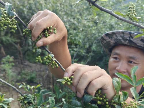 一颗青花椒的“顶流”之路:从深山枝头到半天妖销量榜首的风味旅程