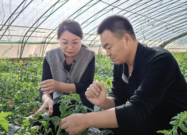 幼师辞职种大棚，转行当“新农人”：她把草莓西红柿种成“抢手货”
