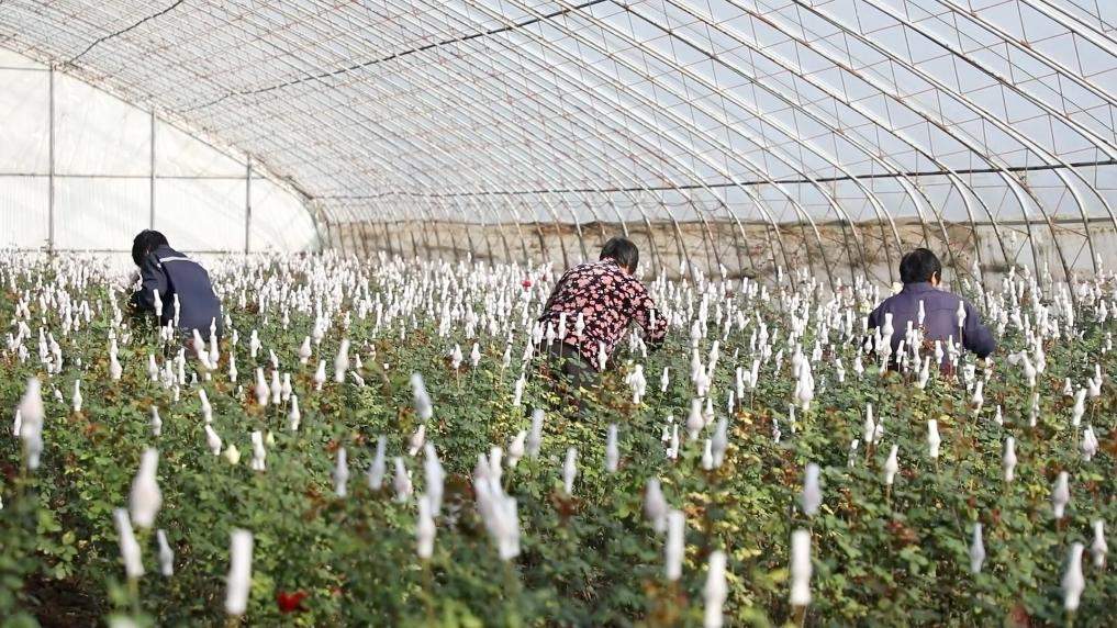 新华视点丨特色产业激活乡村振兴动能