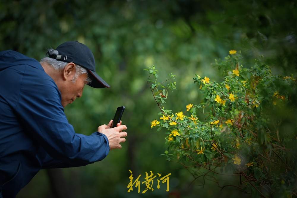 花蕊灿若金丝！济南泉城公园金丝桃花盛放