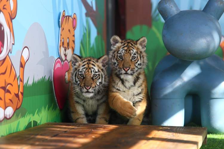 喜讯！济南野生动物世界网红孟加拉虎三胞胎有名字啦！