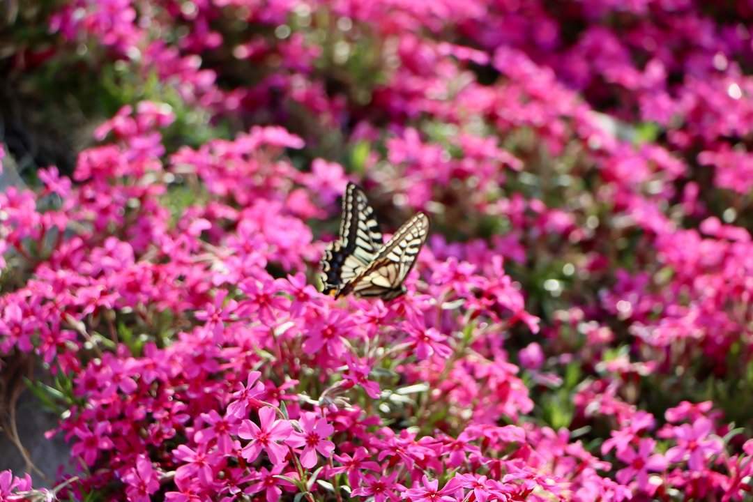 雨后春意浓，芝樱满坡开