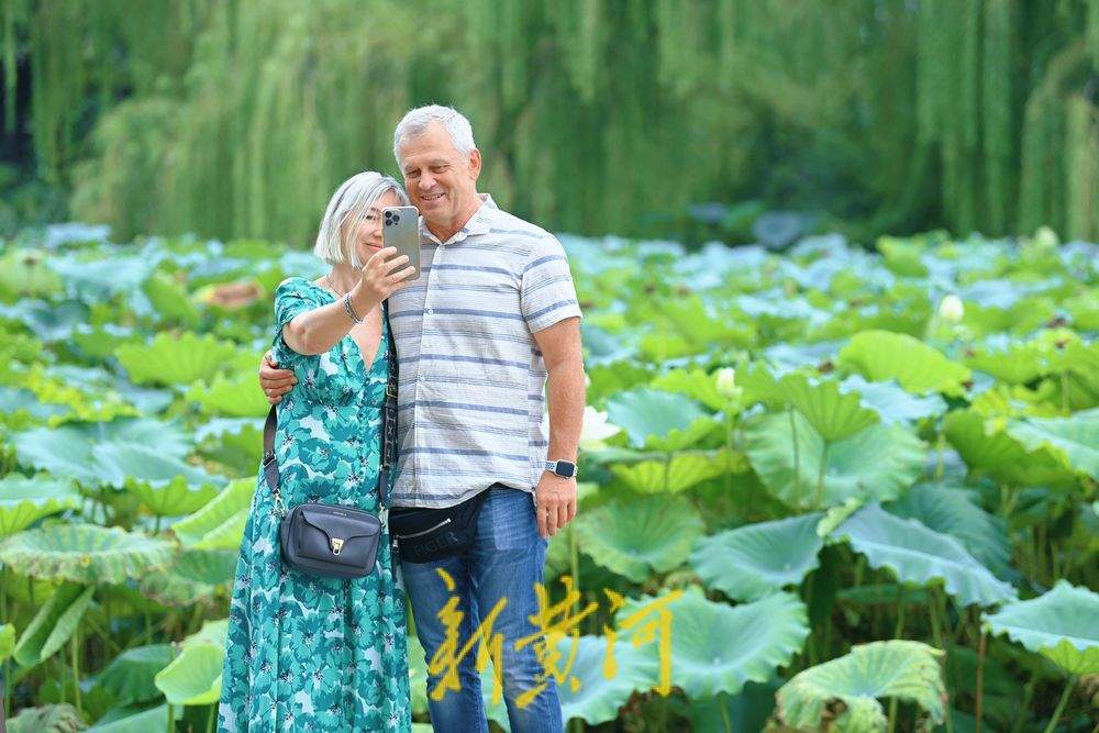 一年四季 泉在济南丨初秋明湖雨荷打卡 泉城美景入画来
