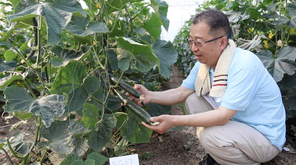 科技报国的时代答卷｜守护民生之“芯”：黄瓜“芯”的创新征途