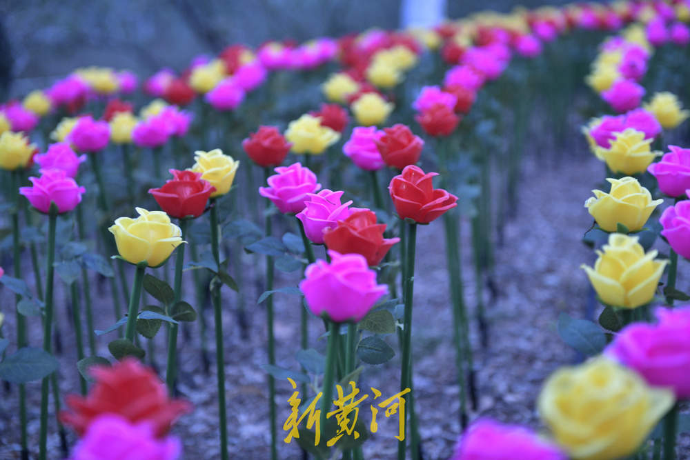 泉畔新春灯饰亮相 玫瑰花海与芦苇光影共绘泉城夜色