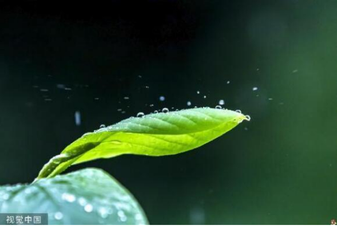 二十四节气 雨水｜春雨至，万物生 愿所有美好如期而至