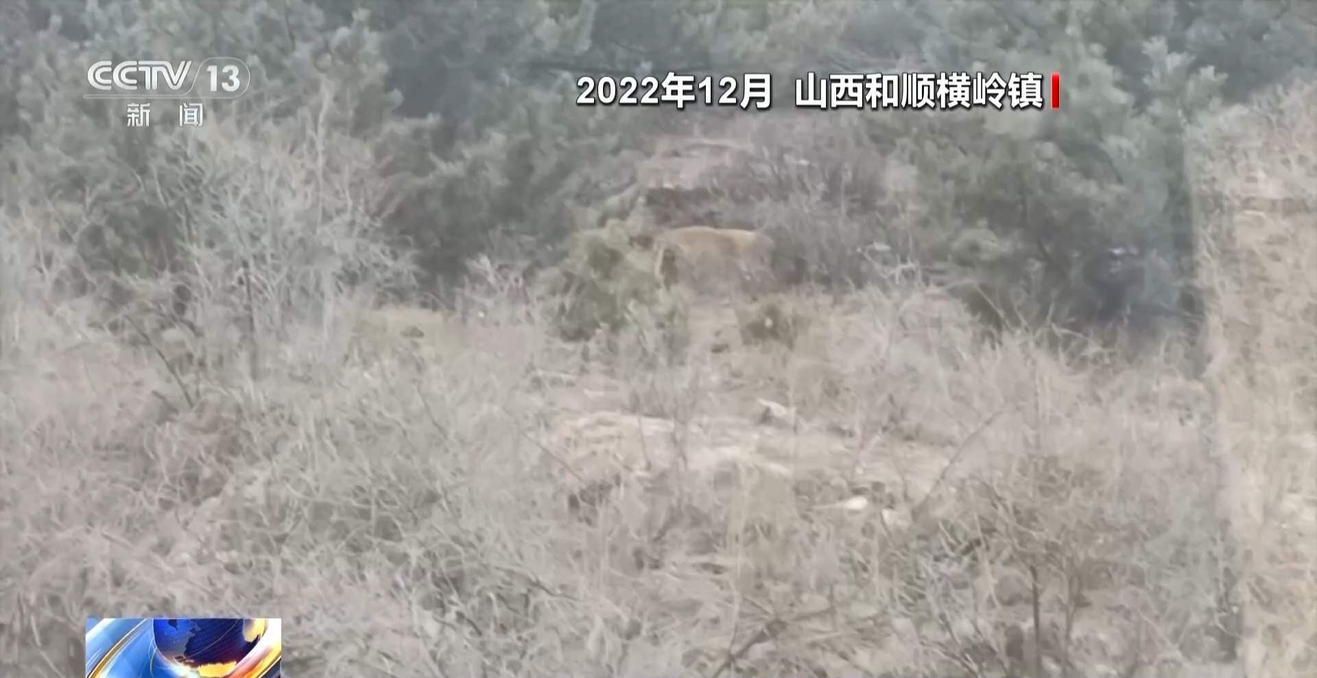 前方有豹出没 野生动物保护与村民利益如何平衡?