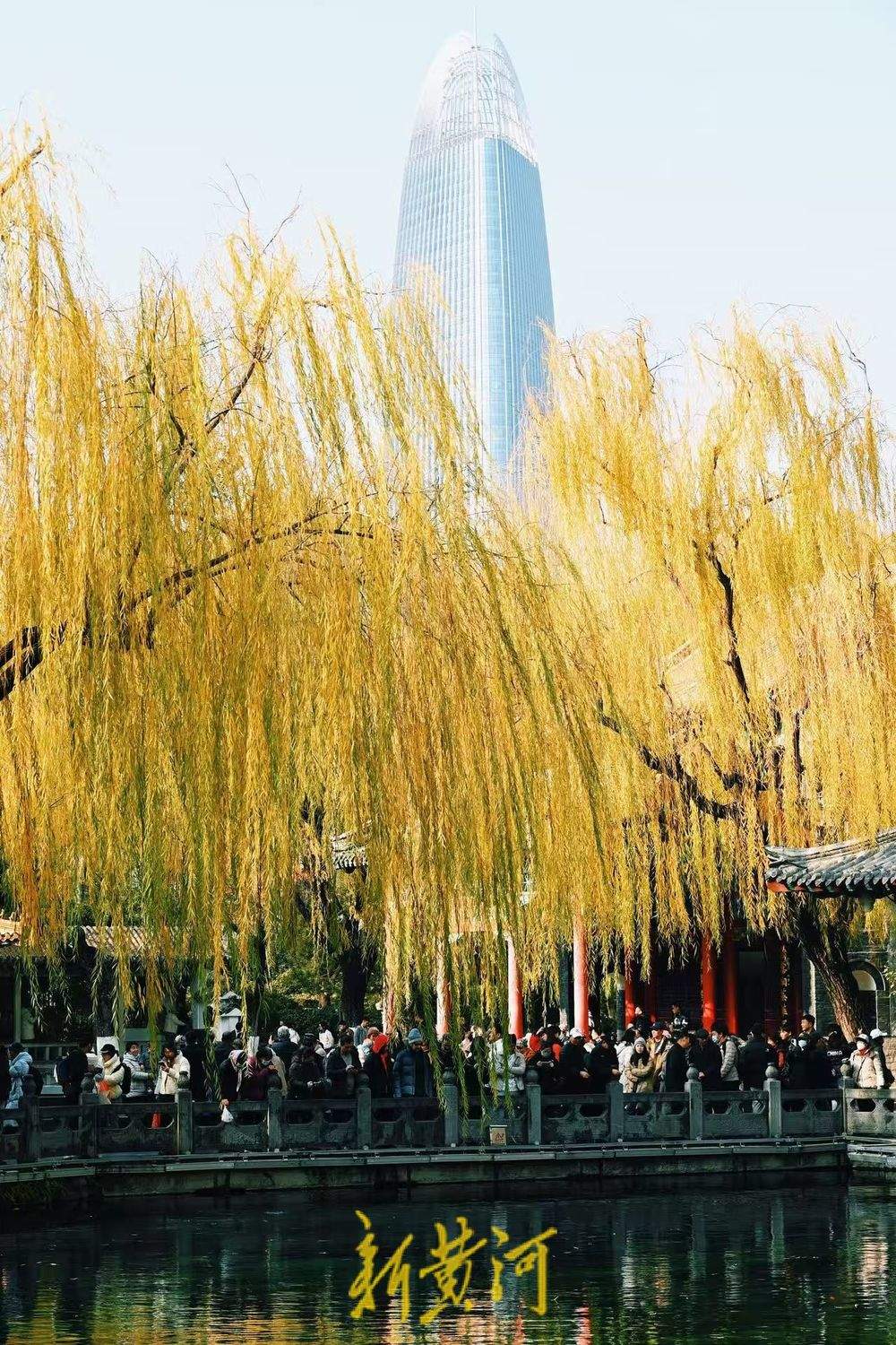 一年四季 泉在济南丨泉城仲冬暖如春 “趵突腾空”映金柳