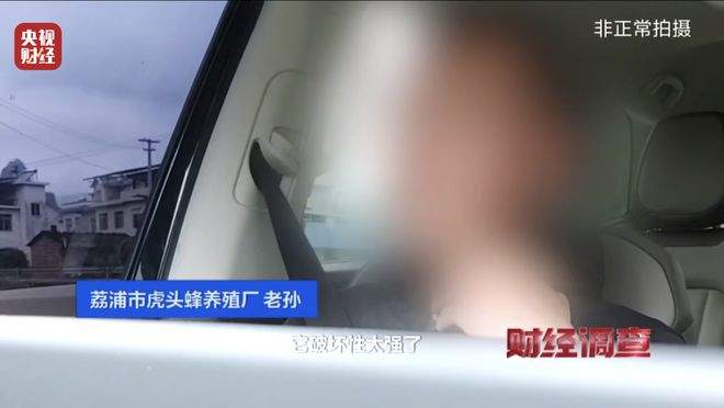 “杀人蜂”遭滥养 有人赚得盆满钵满 央视曝光