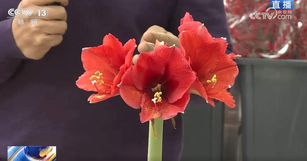 花市“热”起来涌动节前消费暖流 浓浓“年味”映射出中国市场韧性强、活力足