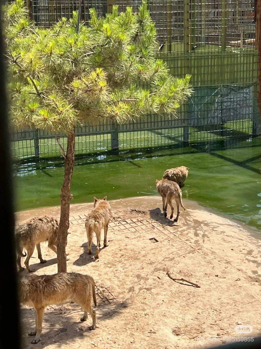 动物园有一头狼被其他狼孤立、霸凌？园方回应：只是狼群闹着玩，它老去挑衅别的狼