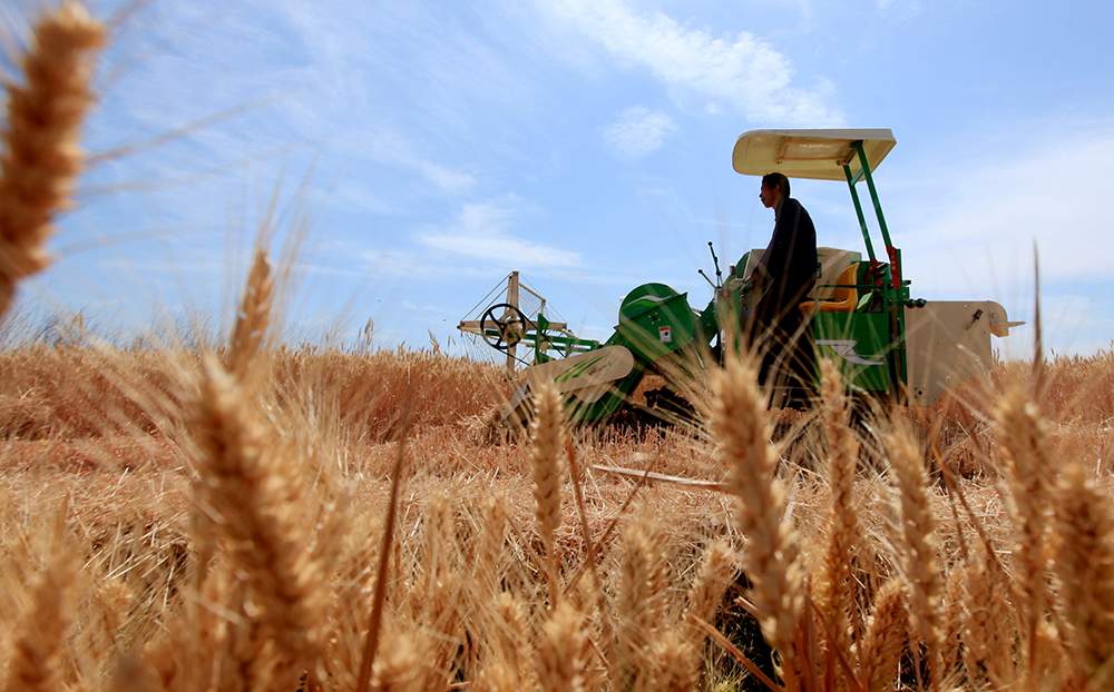 全国冬小麦已收1.9亿亩，收获进度过半