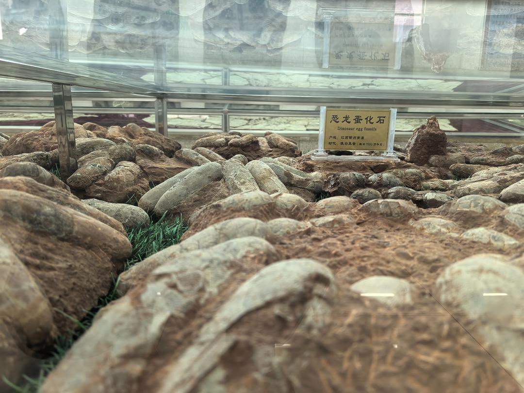 山东这个“隐藏款”博物馆 藏品规模碾压全球同类