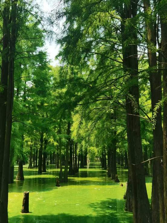 活力中国调研行|调研日记:湖陂村的“三新计划”