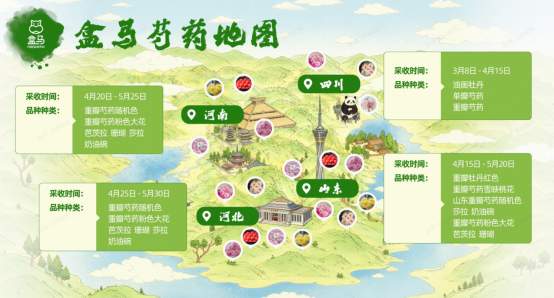 从“铁蛋”到“国际爆款”：菏泽芍药的“出海”密码