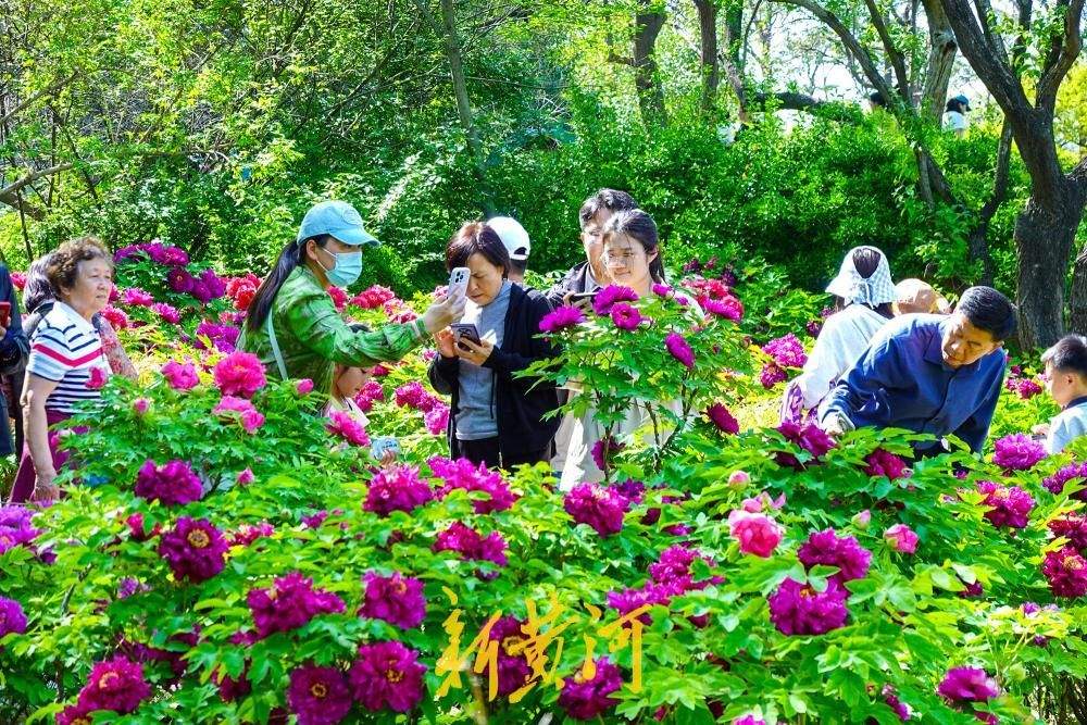 济南：4000余株、涵盖150个品种的牡丹次第盛开