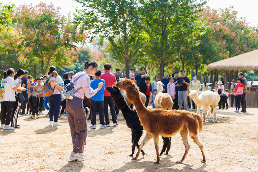 毕业季，济南这一景区面向全体在校大学生，开放免费NPC招募体验
