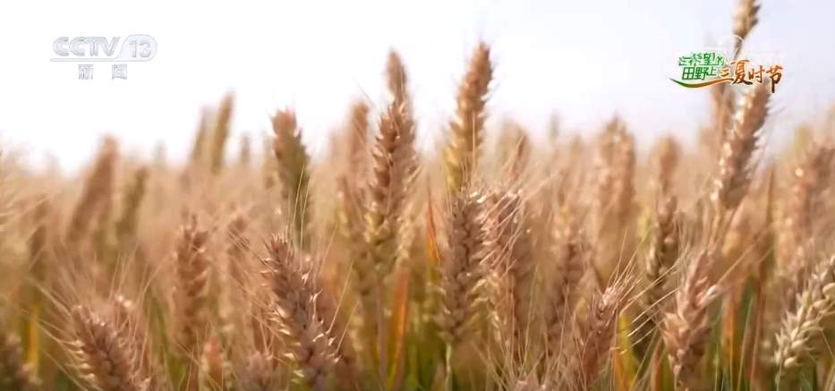 智能农机“唱主角” 希望的田野描绘好“丰”景